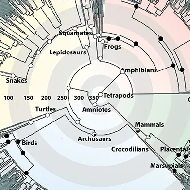 Scientific Illustration
