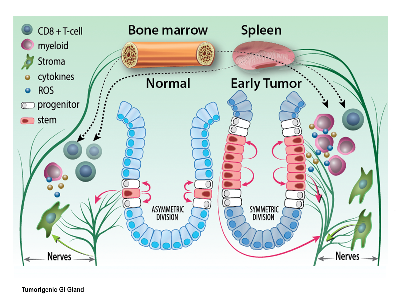 intestinal glands Illustration of intestinal glands