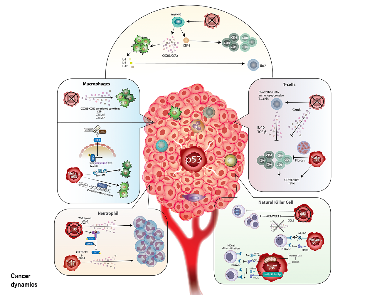 Cancer cancer molecules