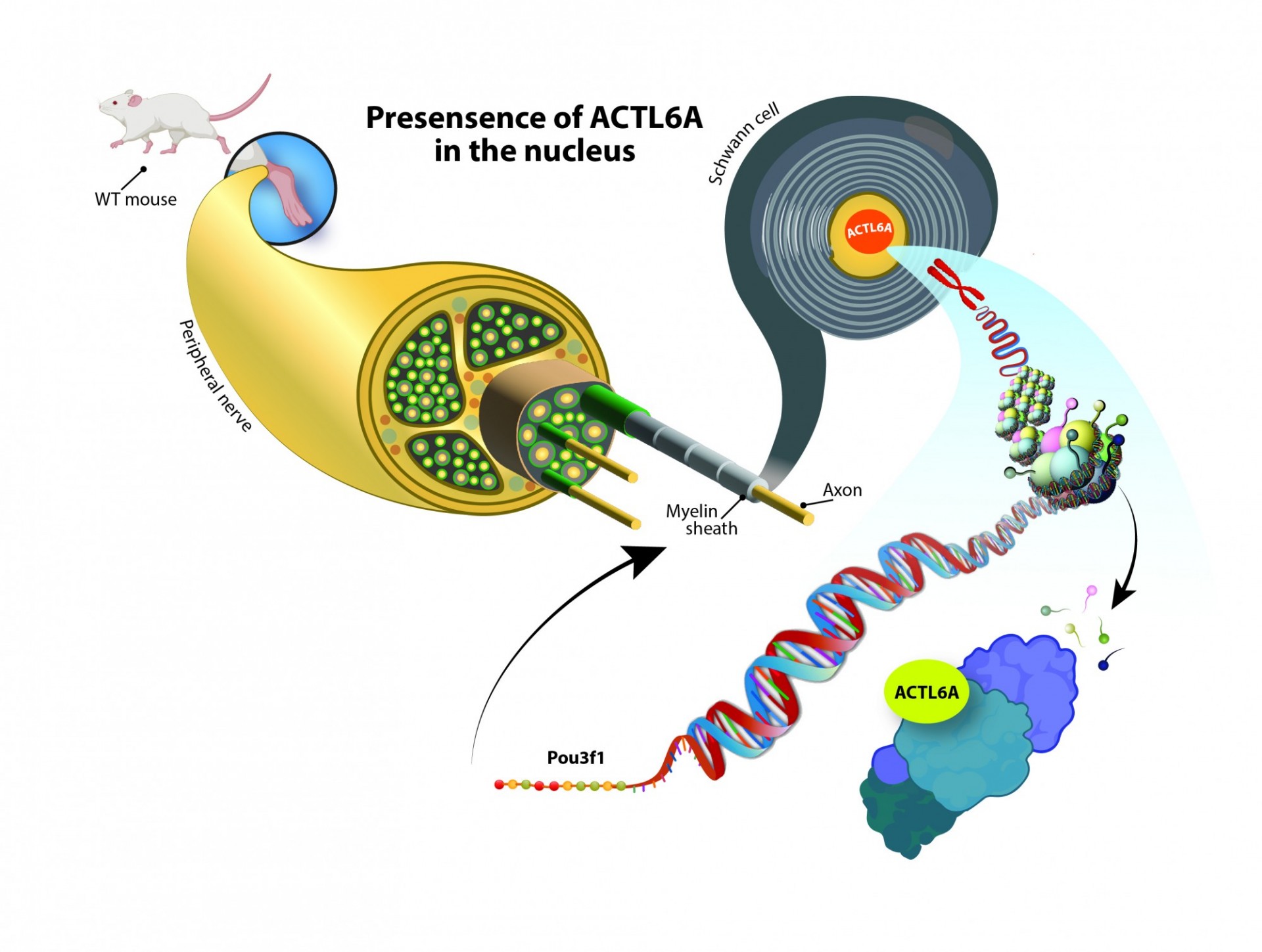 Celular illustration Schwann cell