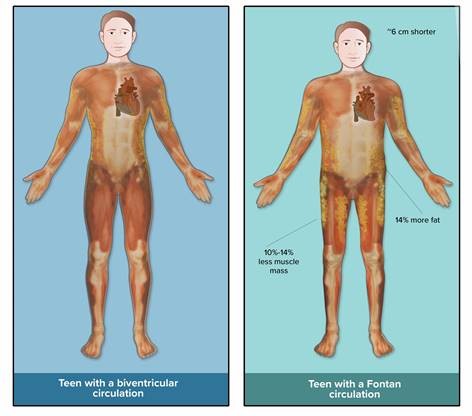 two anatomical images