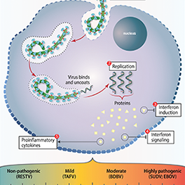 Mechanics of Ebola Graph of Ebola