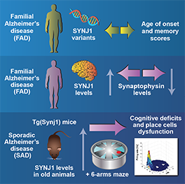 Progression of Alzheimer's Disease Blue graph for Alzheimer's